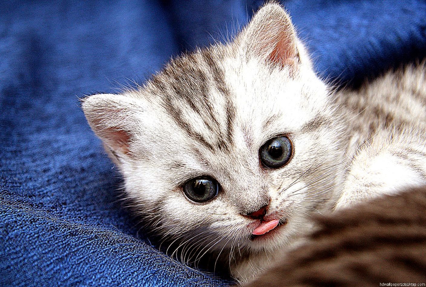 Funny Cat Full Wallpaper Praying