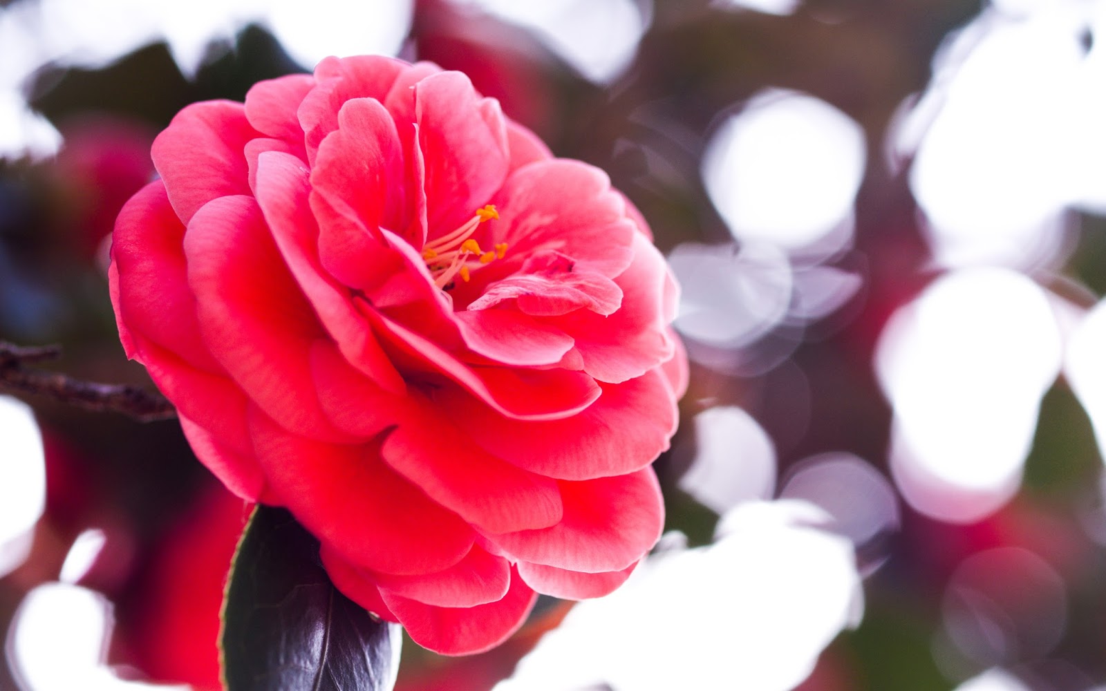 Camellia Flower Beautiful Desktop Wallpapers Cool Desktop Wallpapers