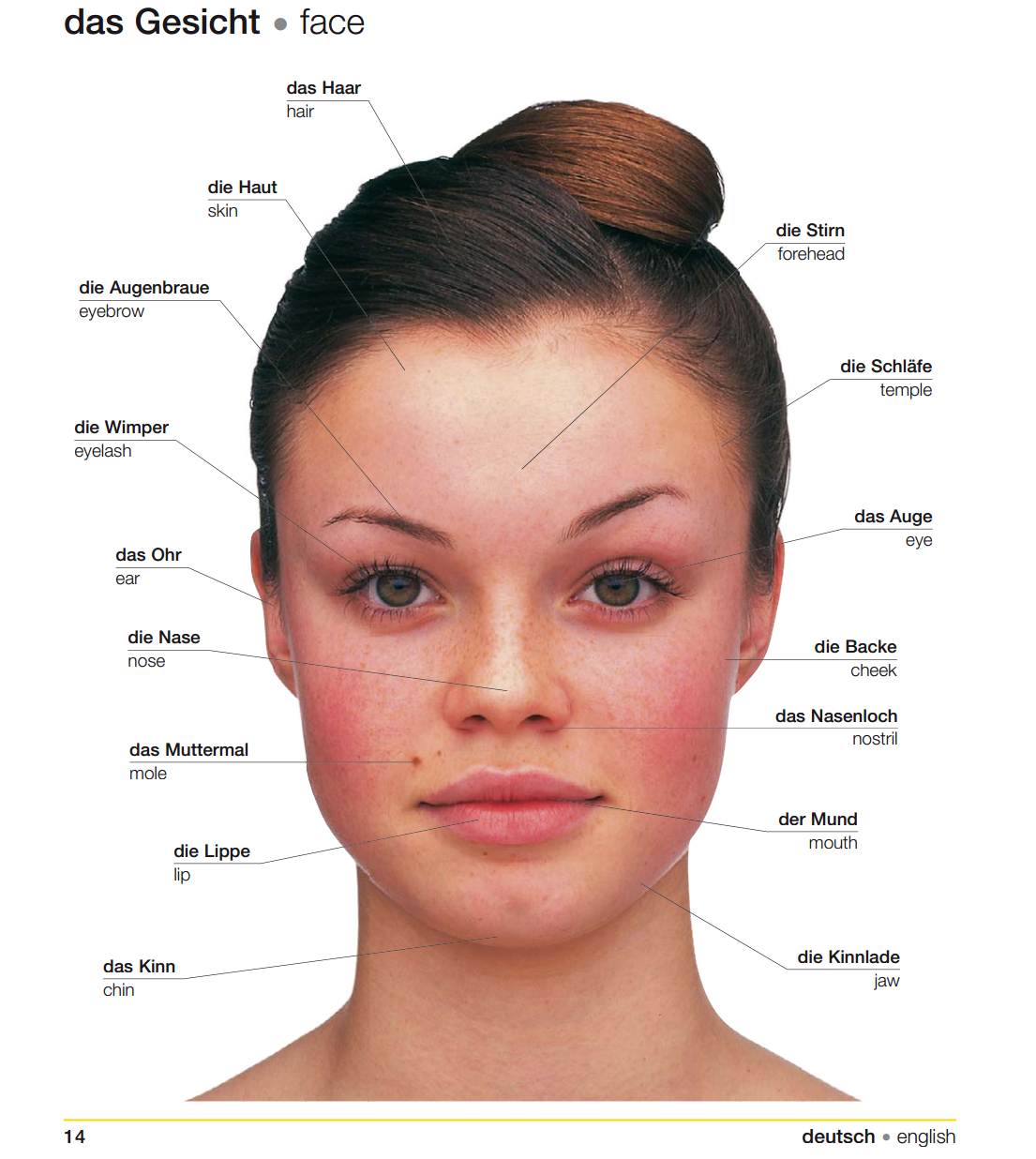 Topic Vocabulary Body (Part 5) German