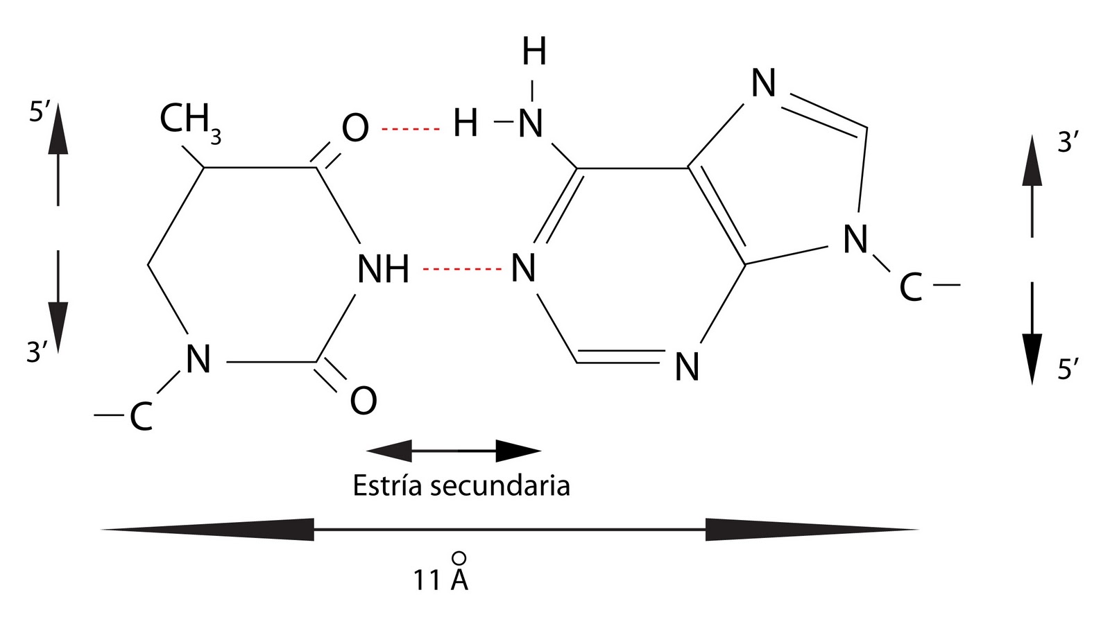 numero de cadenas en el adn y arn el moderno prometeo informaci 243 n gen 233 tica estructura del numero de cadenas en el adn y arn el moderno prometeo informaci 243 n gen 233 tica estructura del
