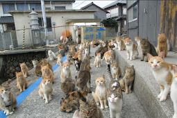 " اوشيما " جزيرة تحكمها القطط في اليابان 