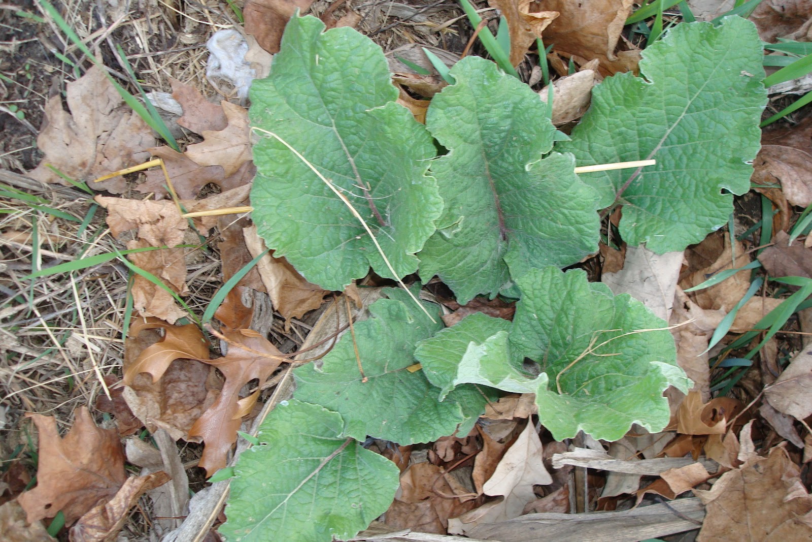 North Horse Poisonous Pasture Plants &amp; Hunger Games Herbology