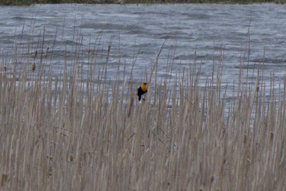 Arcticory... Hawkeyes vs. eagle eyes