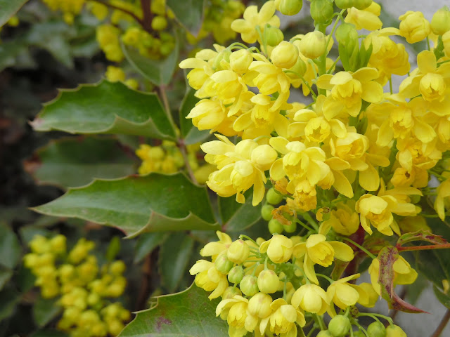 mahonia aquifolium