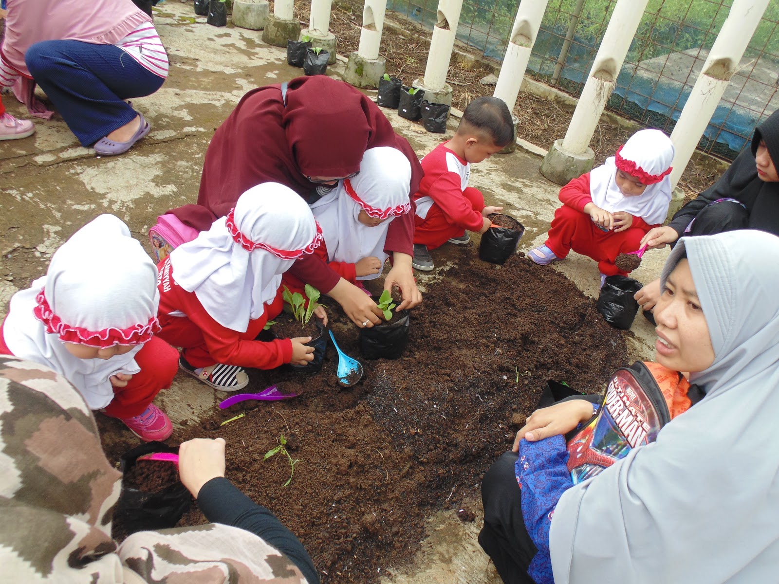 Kegiatan Anak Tk Tema Tanaman