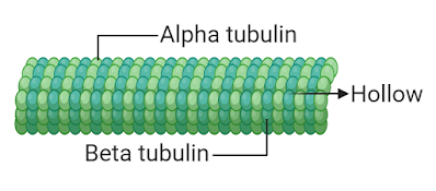 structure of microtubules