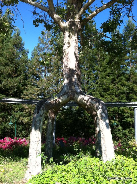 Where Are Circus Trees Grown? _ One Of The Best Gardens In California ...
