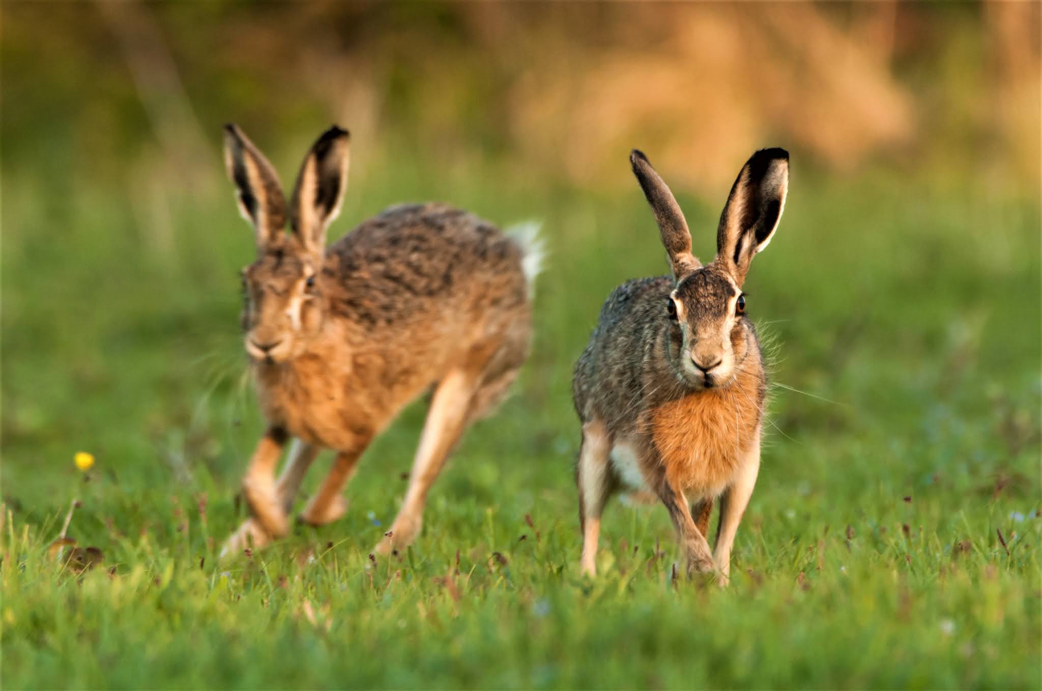 Fieggentrio Kijken hoe de hazen lopen