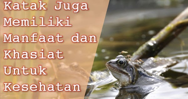 Khasiat Dan Manfaat Katak Untuk Kesehatan Serta Habitatnya - Goresandroid