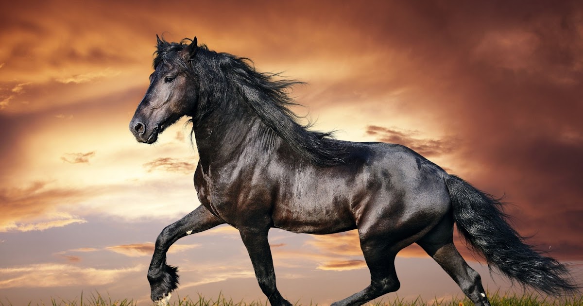 تحميل أجدد خلفيات الخيل والحصان الأصيل 2020 Download Horse Wallpaper Hd