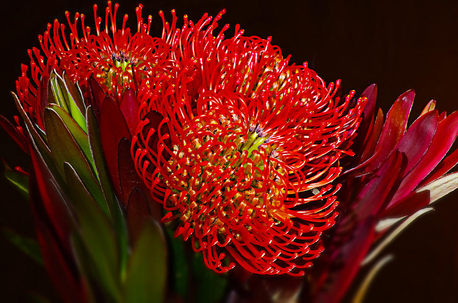 HOW TO GROW PROTEA The Garden of Eaden