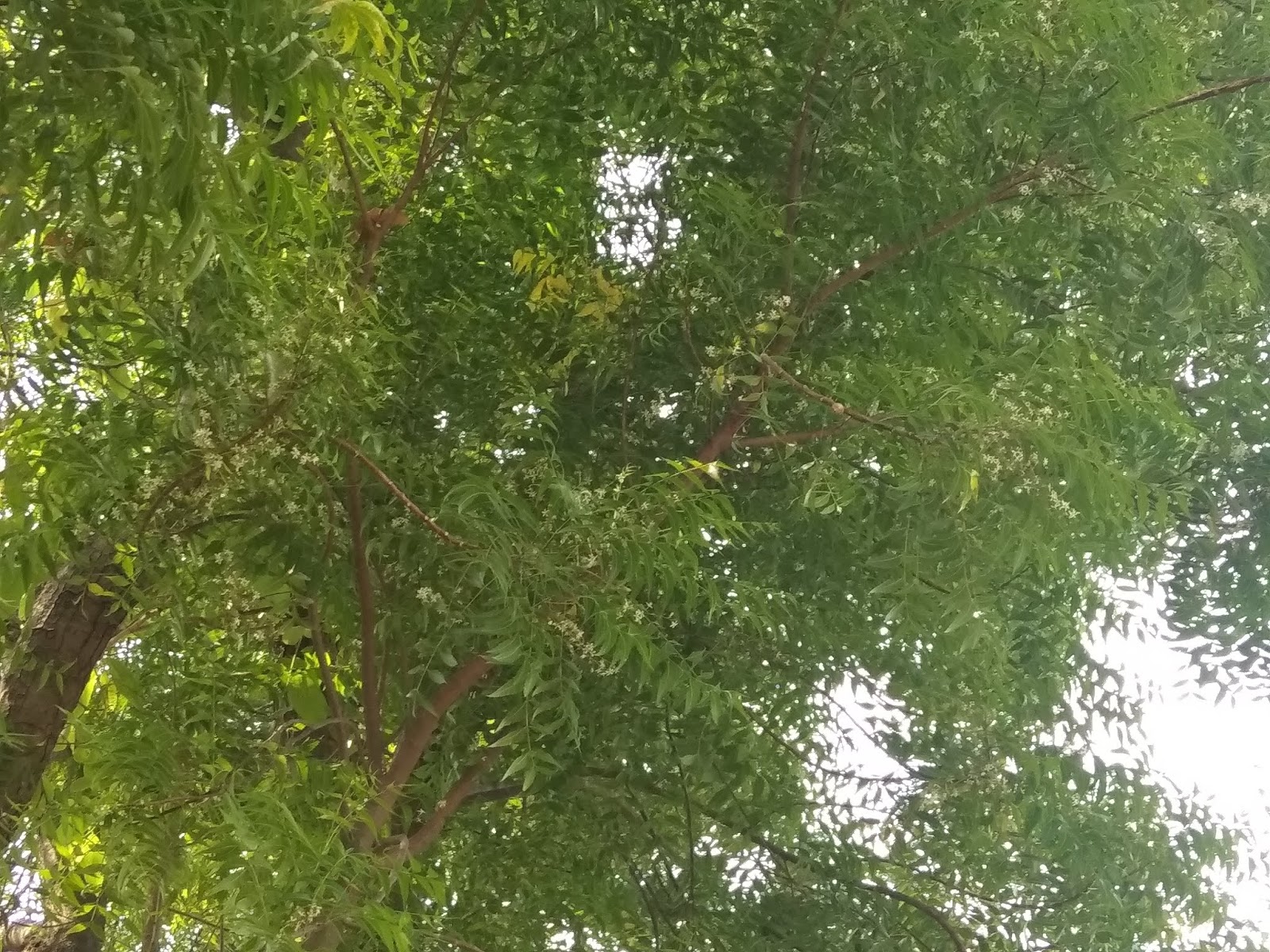 Neem plant it's herb benefite in hindi