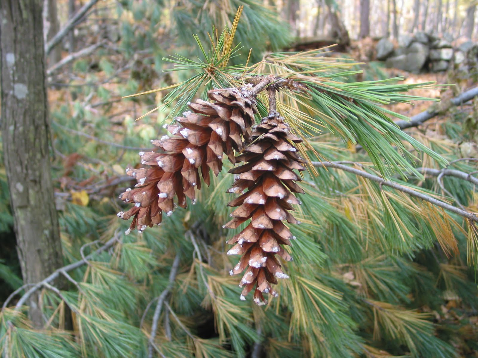 White Pine Cone Growth  Naturally Curious with Mary Holland