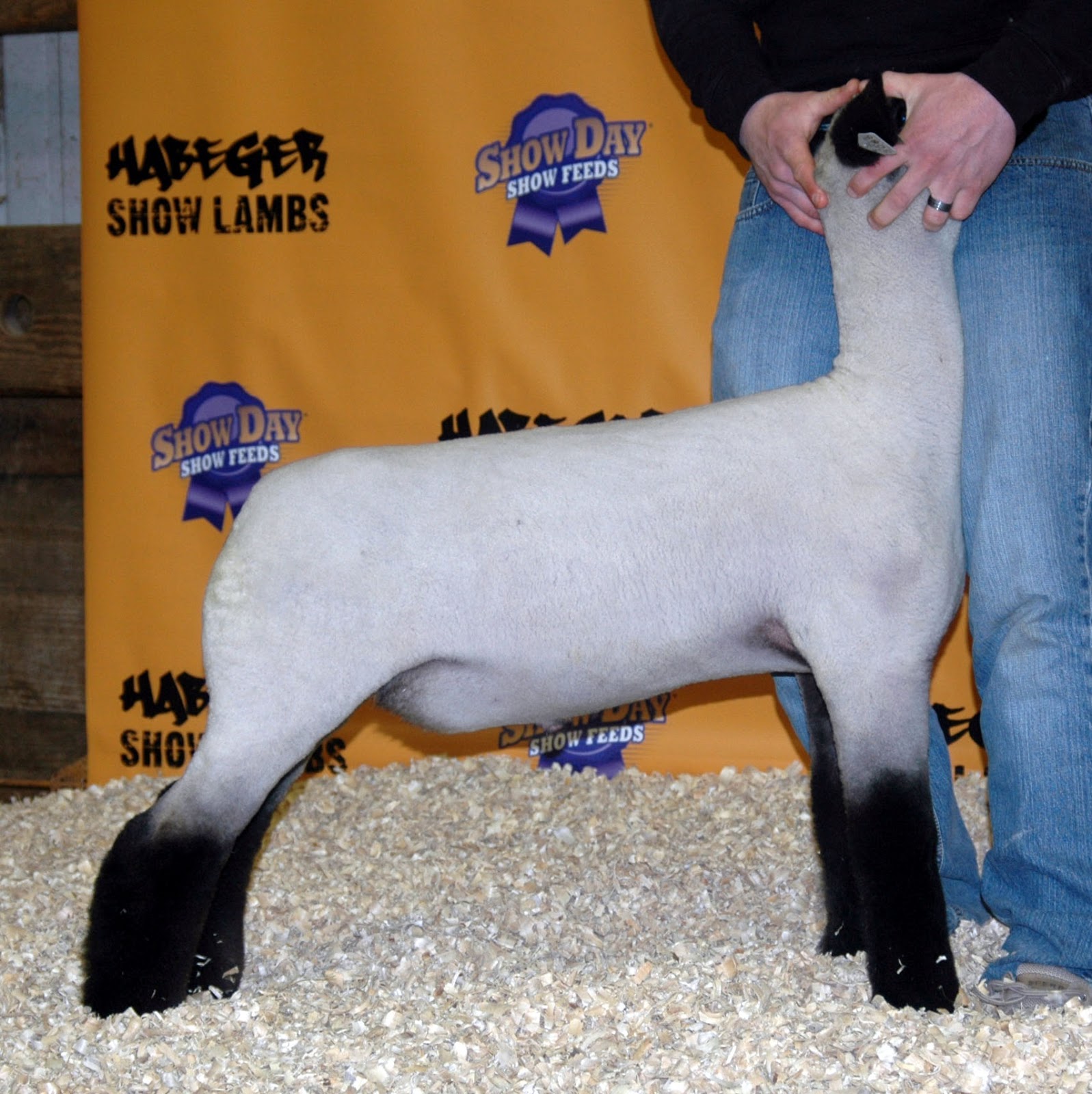 Habeger Show Stock News State Fair Champion Habeger's "Fab Five