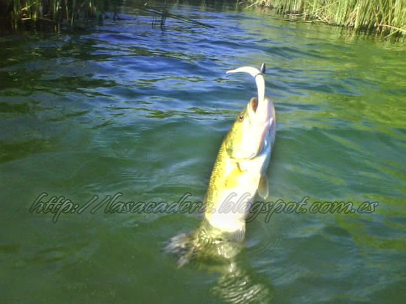 Montaje de Vinilos para el Black Bass La Sacadera Blog