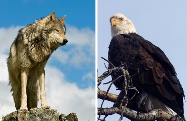 White Wolf : Michigan man charged with 125 wildlife crimes allegedly killed  wolves, bald eagles