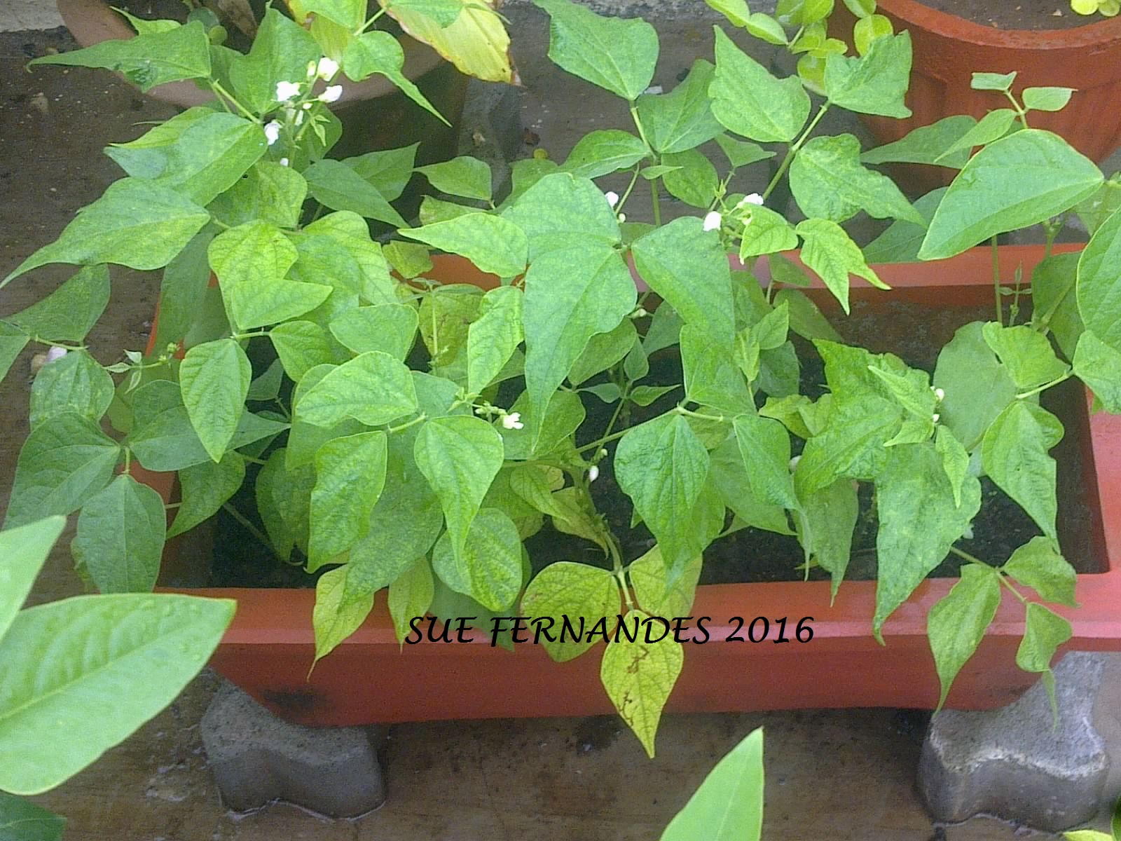 Plants Growing In My Potted Garden. How To Grow Green Bush Beans/Dwarf