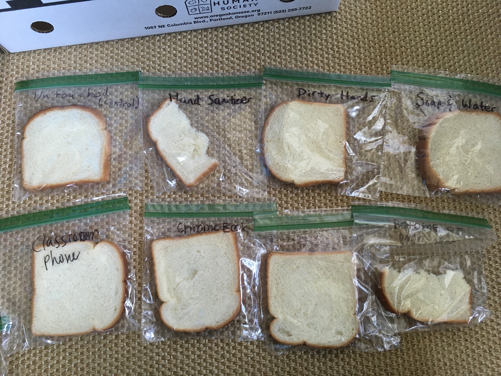 Jeremy and Class: Moldy Bread Experiment