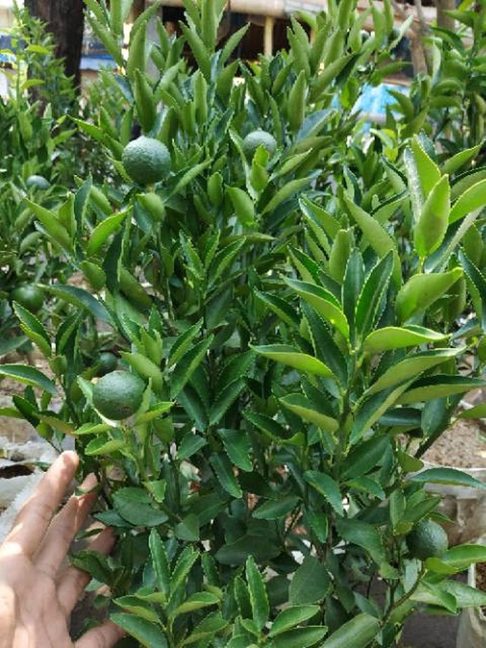 sudah berbuah bibit pohon Tanaman buah jeruk limo sudah berbuah nipis purut bali lemon siam kip keep Sulawesi Selatan