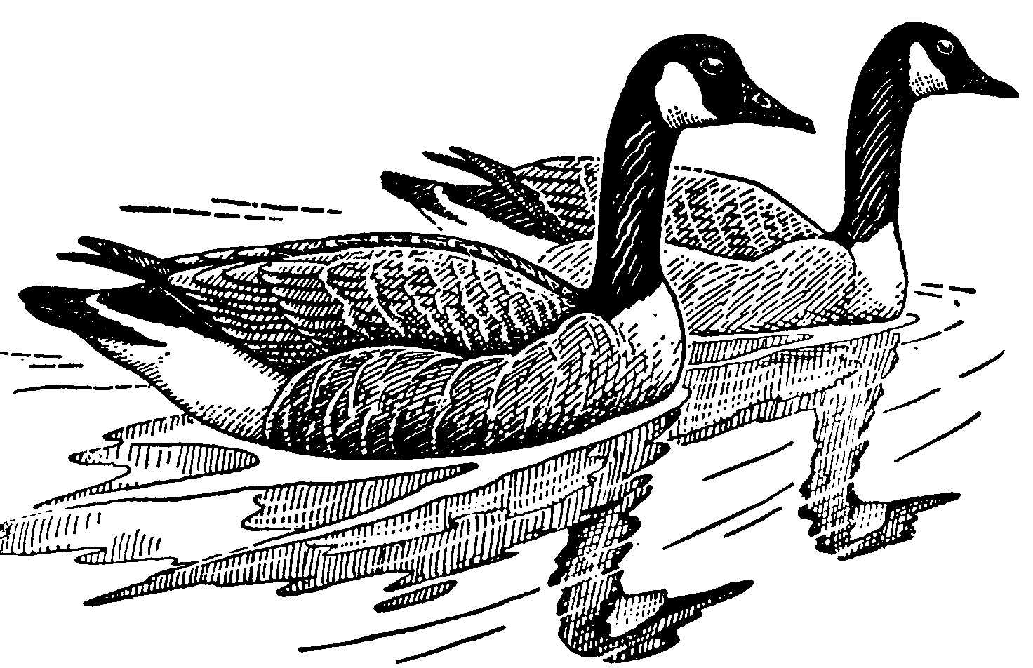 canada goose clipart - photo #22