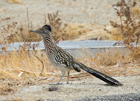 Greater Roadrunner Greater Roadrunner