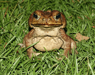 marine toad