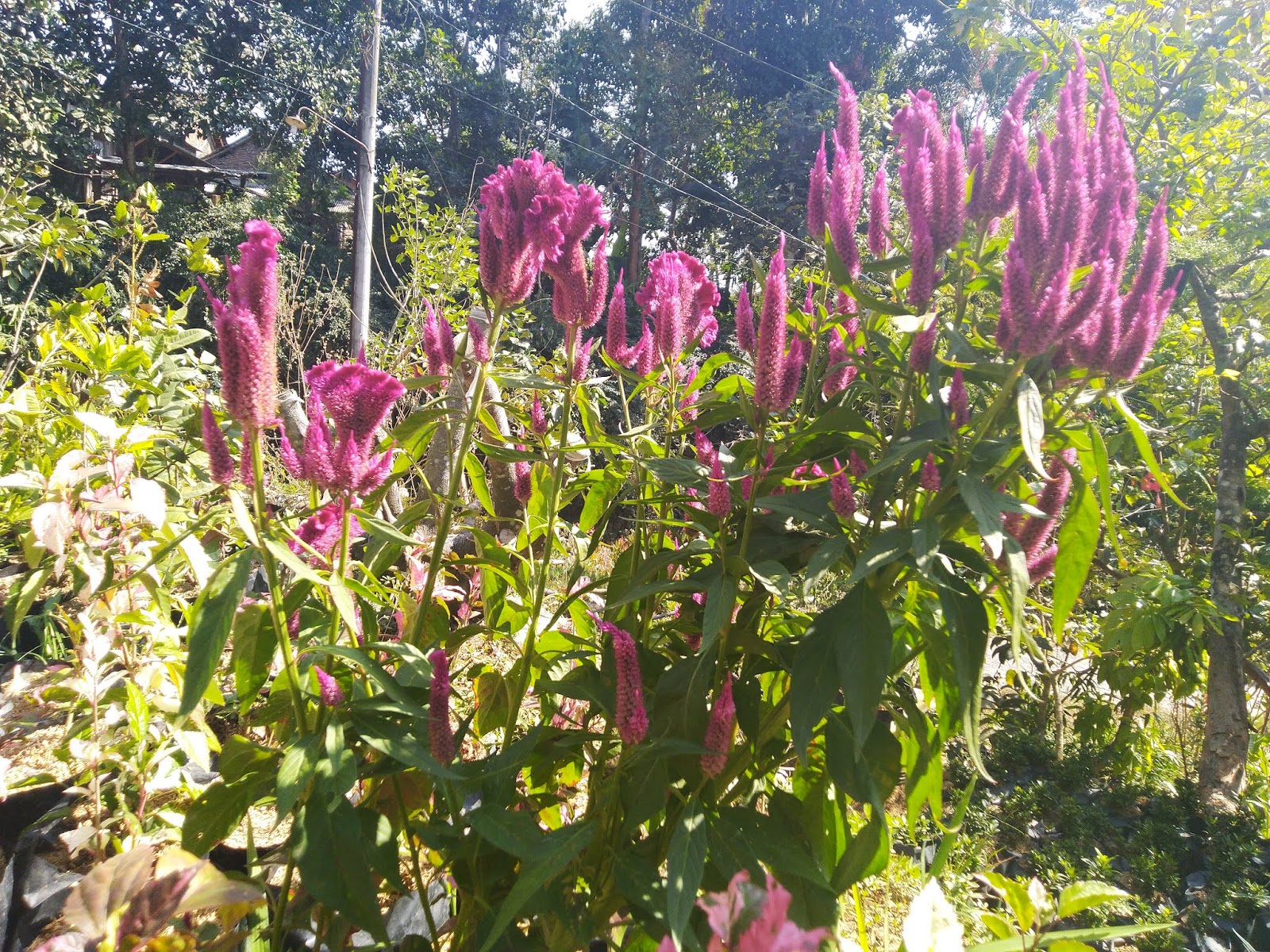 Terbaik Dari Jual Tanaman Hias Ungaran Bunga Hias