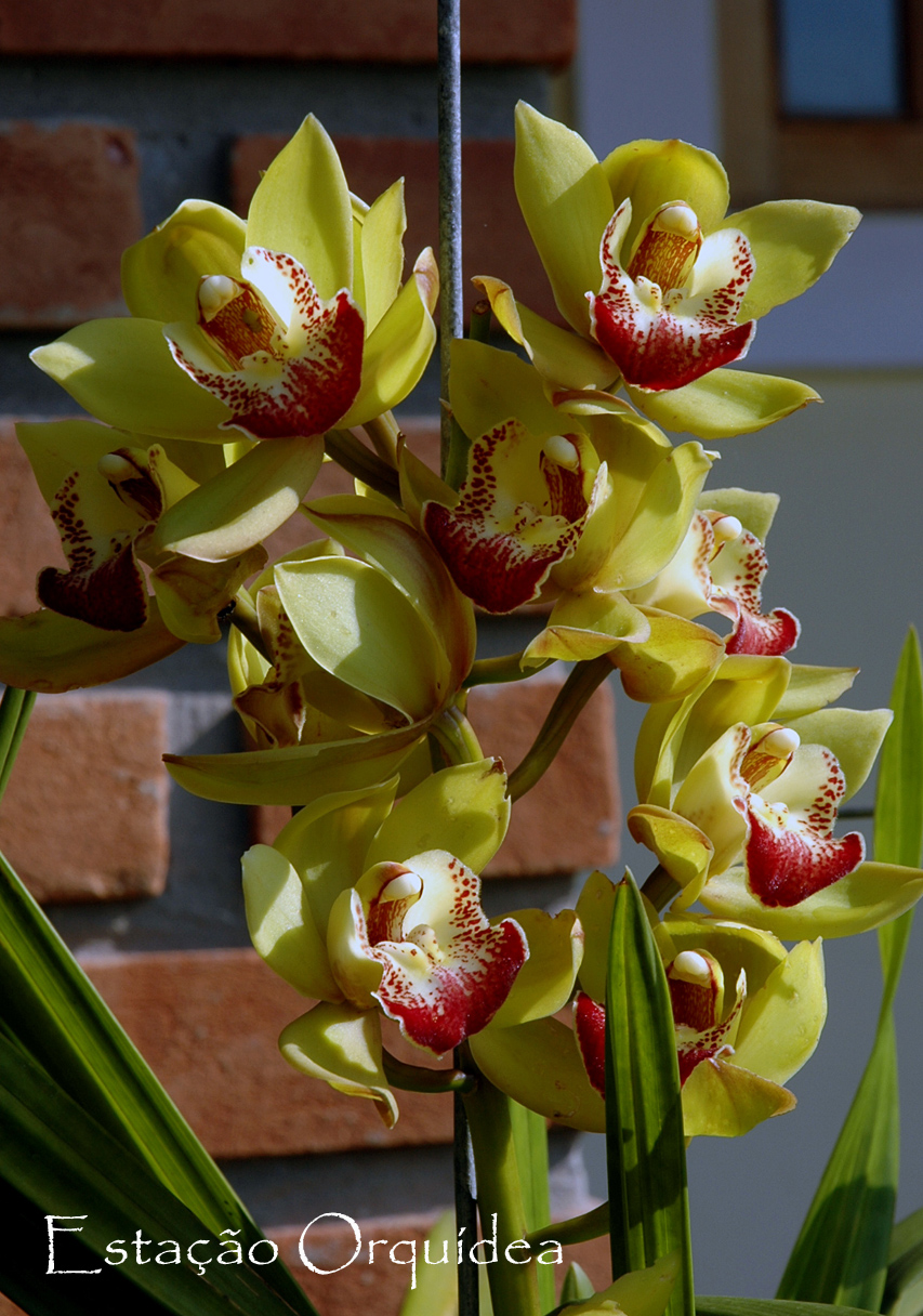 Estação Orquídea: Vamos fazer o Cymbidium florir!