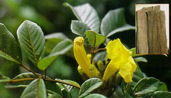 Plantas medicinales