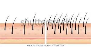 Hair Follicle Function Hair Follicle Function