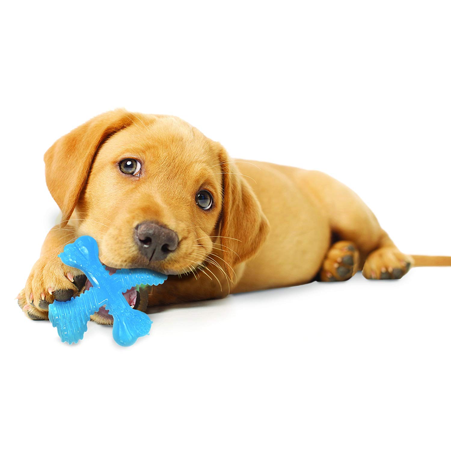 Best Toys for Puppies