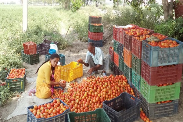 Tomato-Prices-Increased