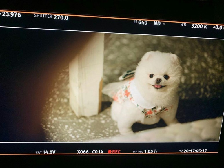 강아지가 너무 귀여워서 계속 보게되는 드라마.jpgif | 인스티즈