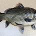 What do tilapia eat