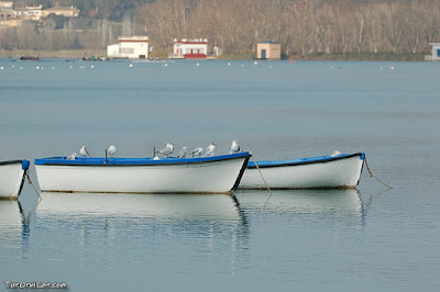 Estany de Banyoles - Gavines