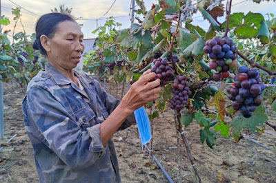 Kbang: Người phụ nữ liều đổ hàng trăm triệu đồng thử trồng nho trên đất cằn 