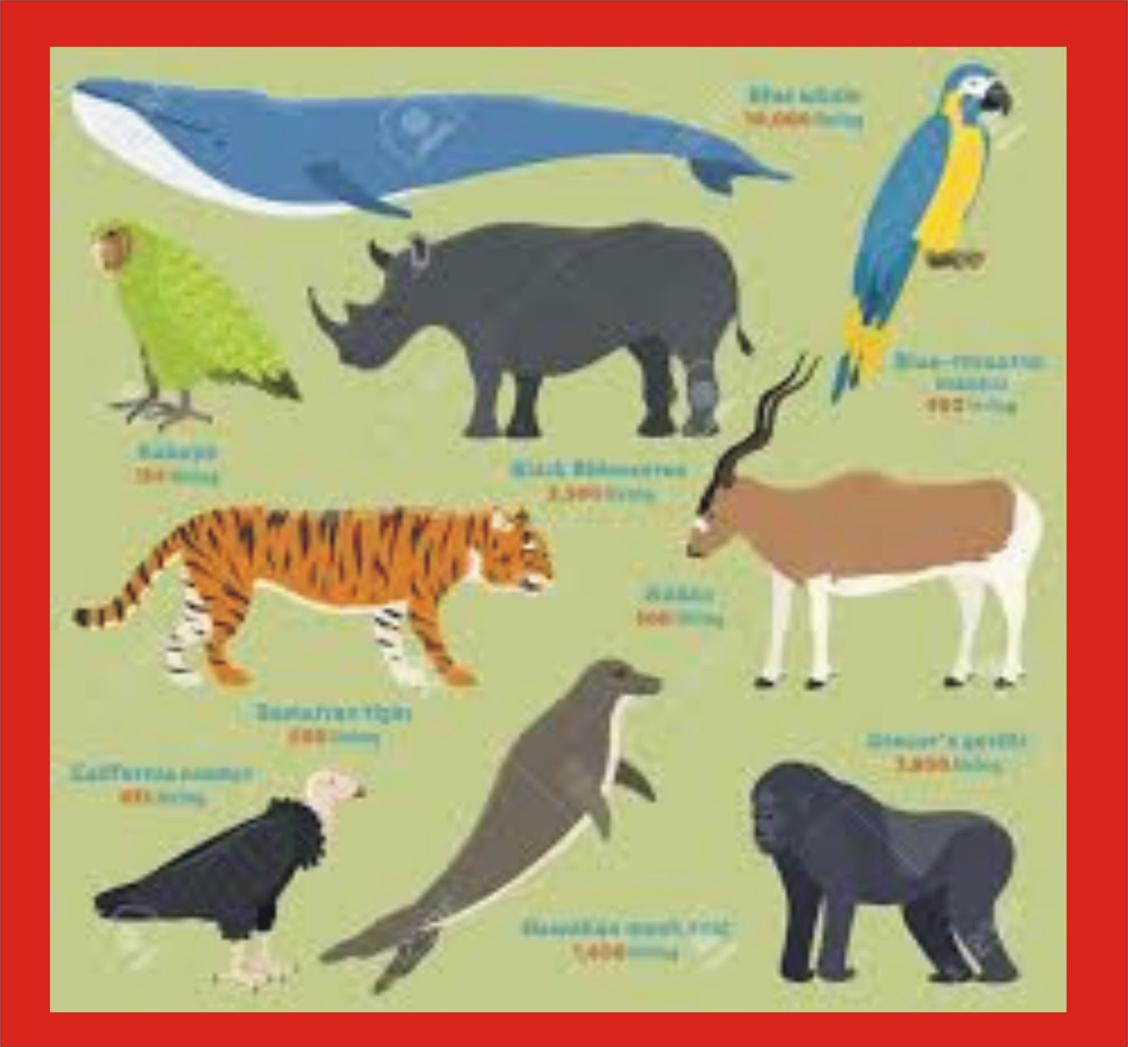 kinds of Animals..........>>>>>>