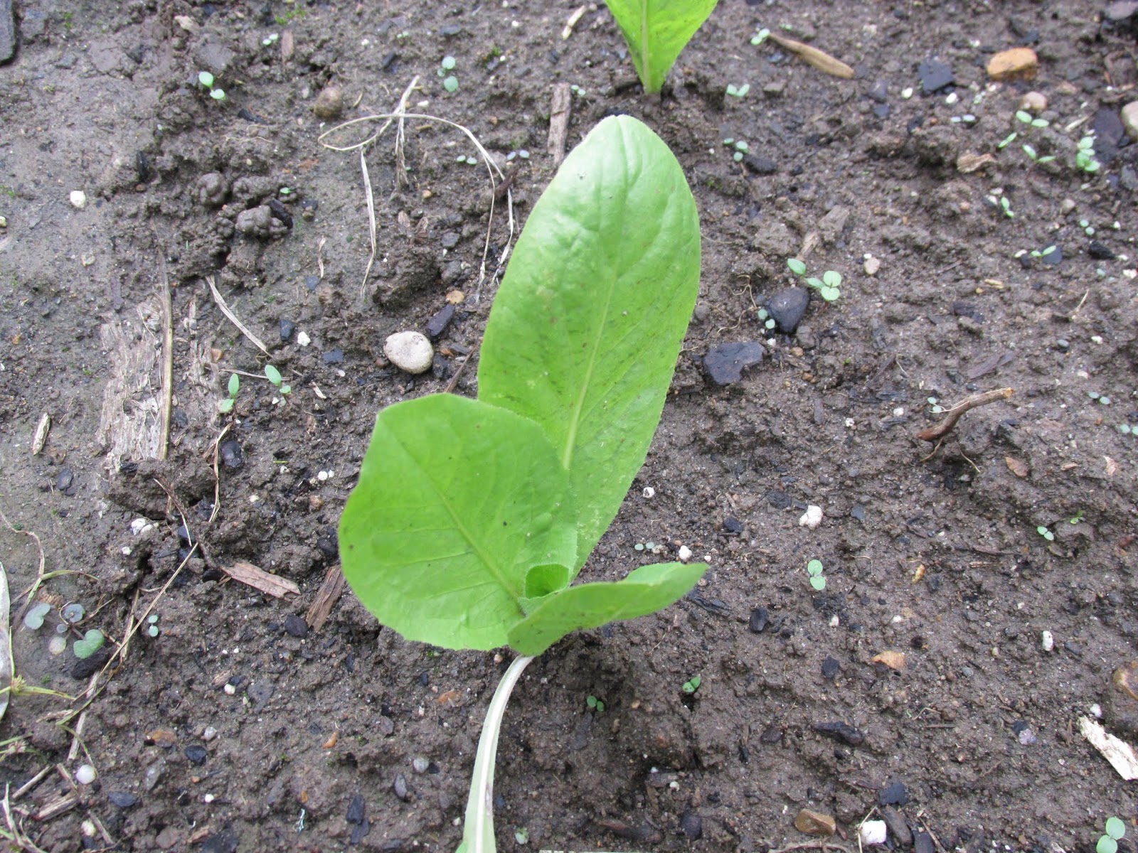 Kentucky Fried Garden Greens In The Fall Vegetable Garden