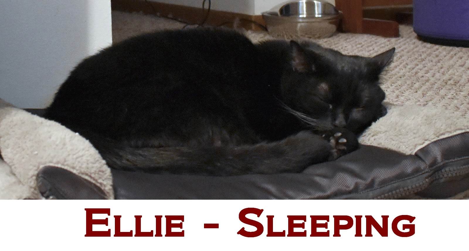 Do cats need human interaction or are they completely fine on their own