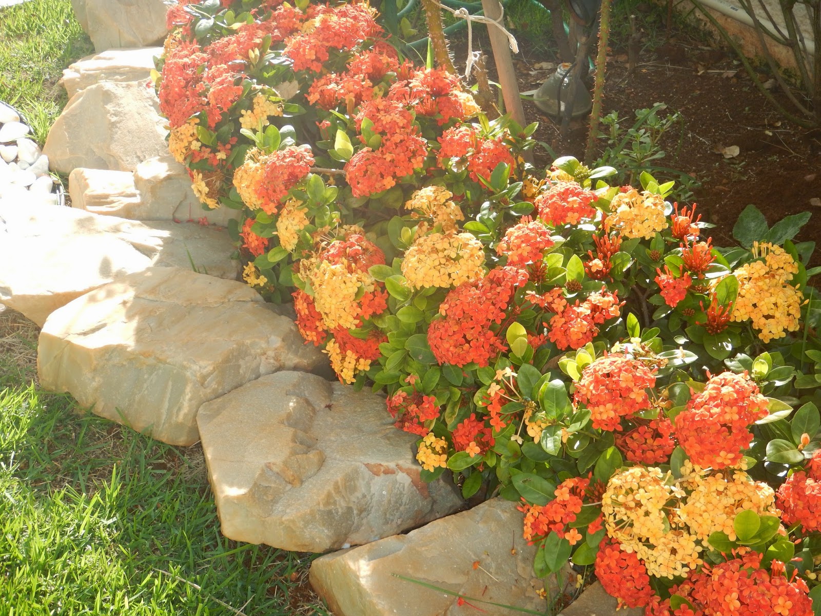 Blog da Adriana Alvim: Ixora - jardim florido e protegido