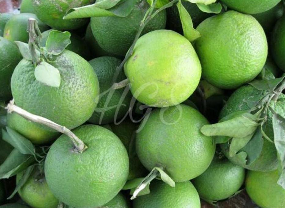 tanaman jeruk nipis jumbo bibit buah product Kabun