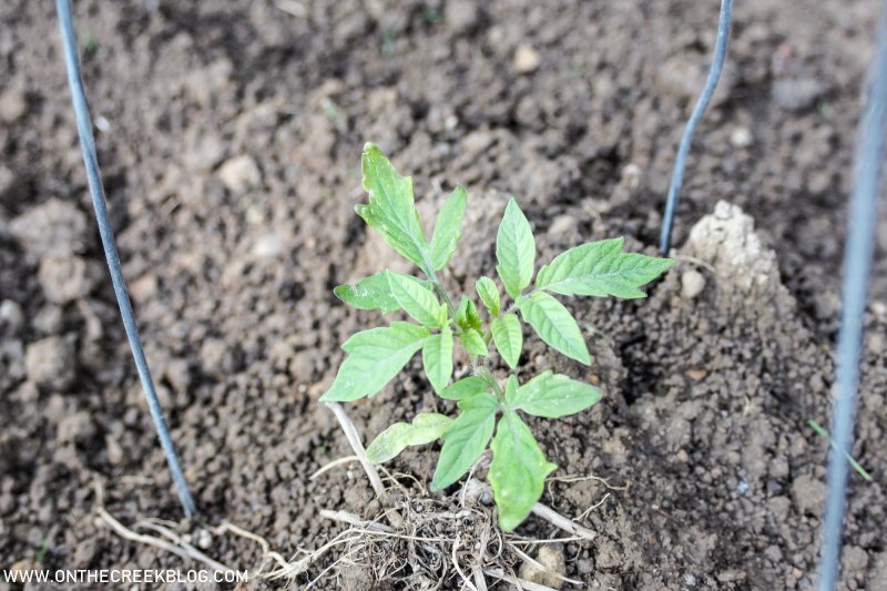 Planting tomatoes in the garden | On The Creek Blog