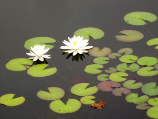池の睡蓮