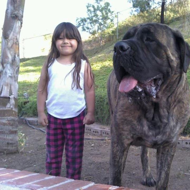 Photo : デカすぎる犬と女の子