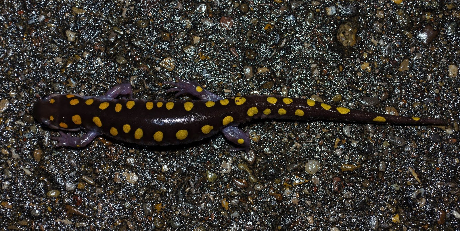 On the Subject of Nature Herping Salamanders