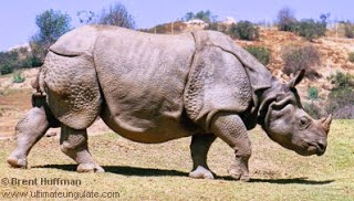 Indian rhinoceros