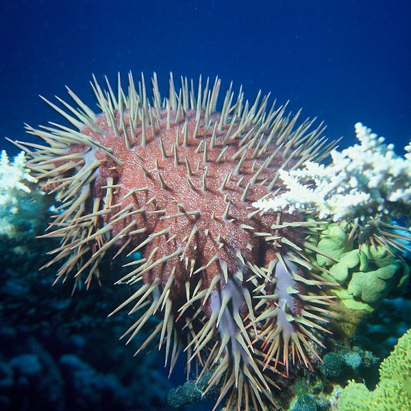 Crown-of-Thorns Starfish