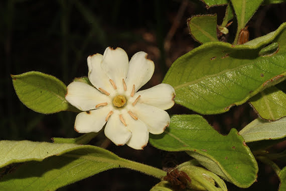 Catunaregam tomentosa