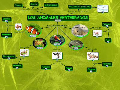 imagenes de animales invertebrados y vertebrados - Aula365 Vertebrados e invertebrados