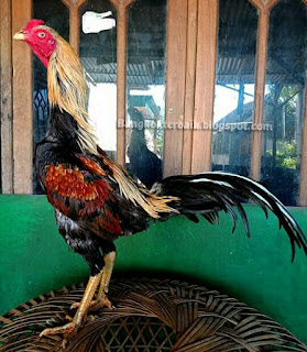 Ciri Kepala Ayam Bangkok Aduan Menangan Bangkokterbaik Kepala seperti kepala ular, jika dilihat dari depan. ciri kepala ayam bangkok aduan menangan